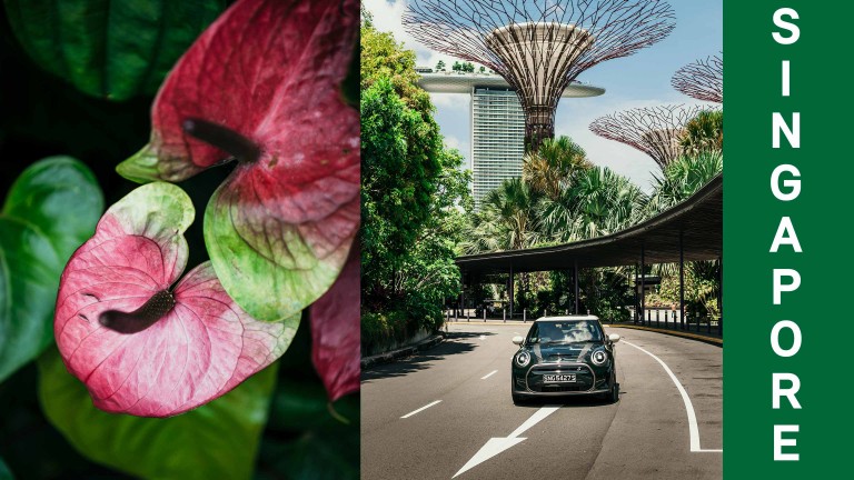 Слева – тропический цветок, справа – MINI Cooper SE в Садах у залива, знаменитой достопримечательности Сингапура